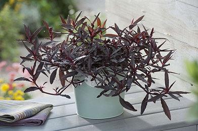 游戏进入现实！任天堂公布“Holiday Fun”宣传片